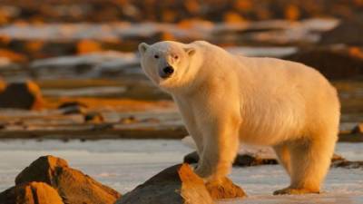 В Якутии ищут браконьера, убившего краснокнижного полярного медведя
