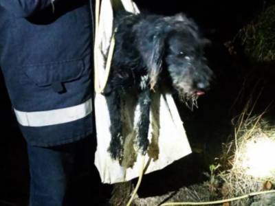 Спасателям удалось спасти собаку, упавшую в колодец на Николаевщине