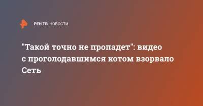 "Такой точно не пропадет": видео с проголодавшимся котом взорвало Сеть