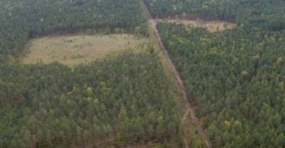 Нижегородский деплесхоз не выявил фактов сплошной вырубки деревьев на участке Михалкова