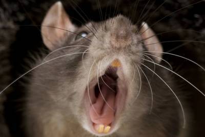 Атакуют грызуны: Ивановская область страдает от набега мышей и крыс