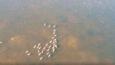 Первая стая фламинго прилетела на озеро Караколь в Актау