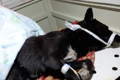 В Карелии собирают деньги на лечение собаки, которой пробили гвоздем голову