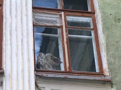 В Челябинской области спасли сову, которая застряла в окне