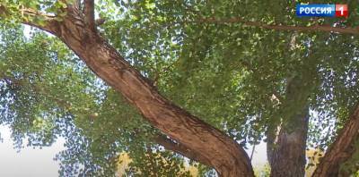 Редкий вид эпохи динозавров: как в парке Таганрога выросло дерево Гинко Билоба?