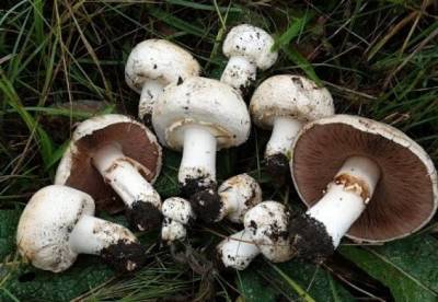 Медики о пользе употребления грибов