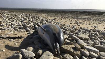 В Крыму на спасение дельфинов будет выезжать “скорая помощь”