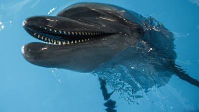 В Крыму появился первый в России реанимобиль для дельфинов