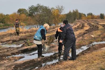Более семи тысяч деревьев высадили экологи для укрепления берега реки Воронеж