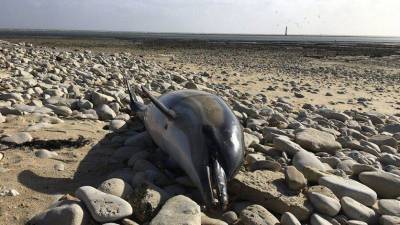 В Крыму на спасение дельфинов будет выезжать скорая помощь