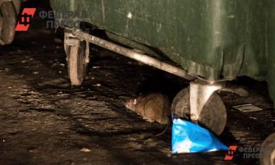 Уральцы в пригороде Екатеринбурга страдают от нашествия крыс