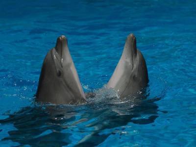 Стая диких дельфинов подплыла к отдыхающим на расстояние вытянутой руки в Анапе