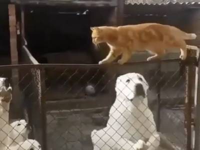 Бесстрашный рыжий кот спокойно прогулялся над оградой со свирепыми псами