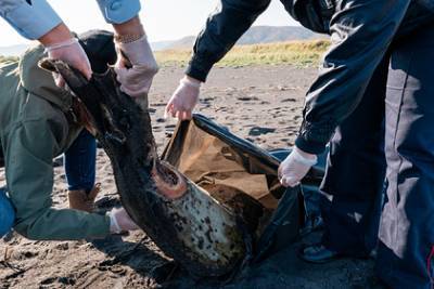 Минприроды отказалось считать катастрофой гибель морских животных на Камчатке