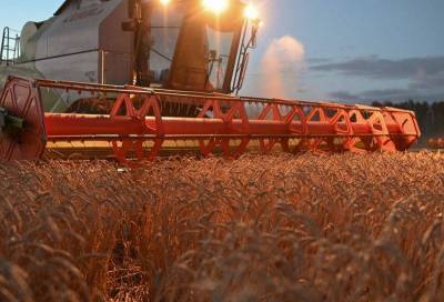 Экспортные цены пшеницы РФ вновь начали расти
