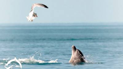 В Крыму начала работать первая в России «скорая помощь» для дельфинов