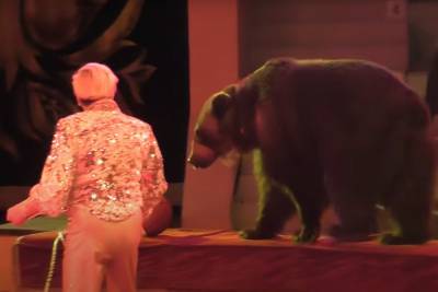Медведь убил человека в московском цирке