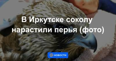 В Иркутске соколу нарастили перья (фото)