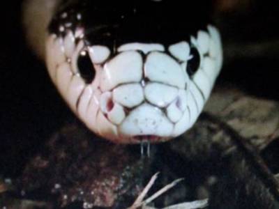 В Индии обнаружили редкую змею-альбиноса