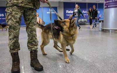 В МВД Украины рассматривают возможность использования собак-нюхачей для выявления больных COVID-19