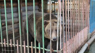 Медведь задрал смотрителя московского цирка