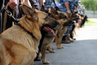 В Украине собак-нюхачей обучат находить людей с коронавирусом