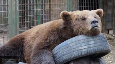 Медведь загрыз смотрителя цирка на проспекте Вернадского