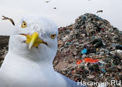 На переход к мусорной реформе Петербургу нужно еще минимум два года