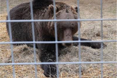Медведь растерзал рабочего в московском цирке