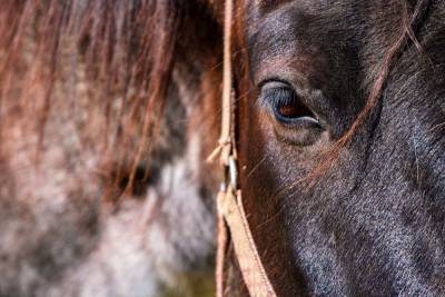 Во Владимирской области сотрудниками полиции раскрыта кража лошадей