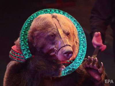 В Москве после нападения медведя скончался рабочий цирка