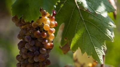О страданиях лозы: в этом году в Крыму получат уникальное вино