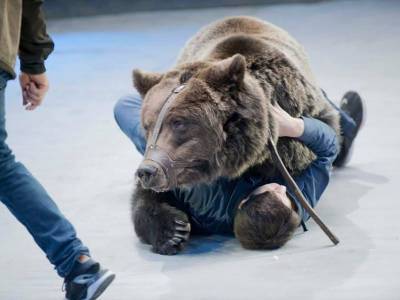 В Большом Московском цирке медведь убил уборщика, прокусив ему голову - bloknot.ru