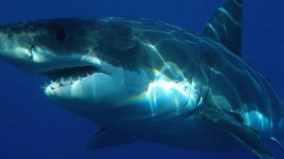 Древние акулы поедали своих братьев в материнской утробе