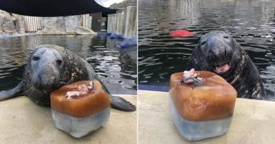 Счастливый тюлень-именинник с тортом из рыбы очаровал Сеть