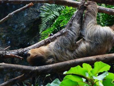 Бурогорлые ленивцы начали вести активный образ жизни - биологи - ecosever.ru
