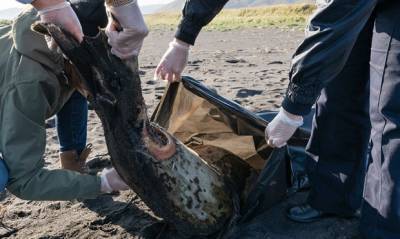 Экологи из «Гринпис» обнаружили новые пятна в 20 км от Халактырского пляжа на Камчатке