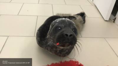 Тюлень-именинник с рыбным тортом порадовал интернет-пользователей