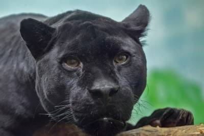 Черная и грациозная: Новосибирский зоопарк отметил день рождения пантеры