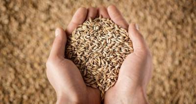 В Беларуси намолочено уже 8,175 млн тонн зерна