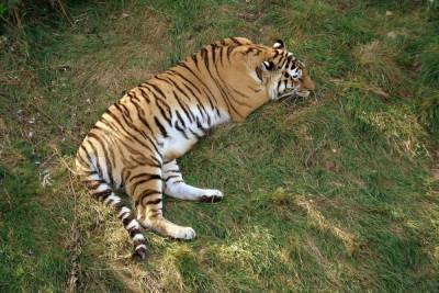 Под Хабаровском нашли еще одного погибшего кранокнижного тигра