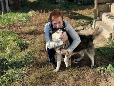 Пост в соцсети помог жительнице Южного Урала вернуть украденного у неё пса хаски