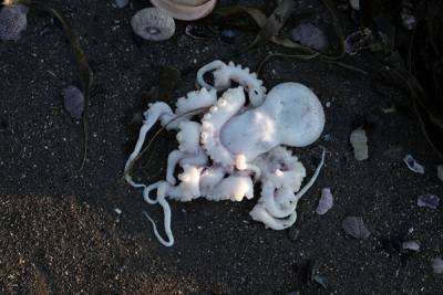 Greenpeace опубликовал новые фотографии загрязнения Тихого океана на Камчатке