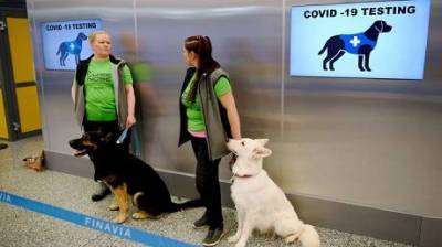 В МВД могут использовать собак-нюхачей для выявления больных COVID-19