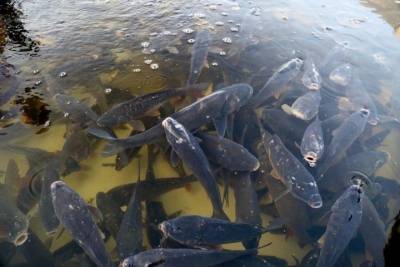 В Астрахани в Лебедином озере появилась тысяча рыб-санитаров