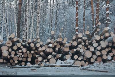 Житель Томской области незаконно вырубил в Югре лес на 11 миллионов рублей