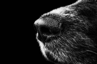 В Украине предлагают привлечь служебных собак для выявления больных коронавирусом
