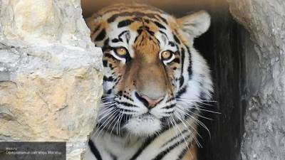 Труп краснокнижного тигра обнаружен на территории Хабаровского края