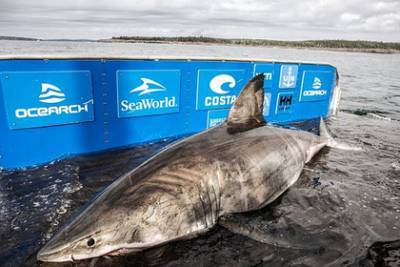 Поймана гигантская акула-людоед весом в полторы тонны