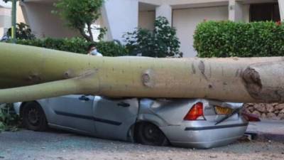 Видео: дерево рухнуло на автомобили в жилом районе Реховота